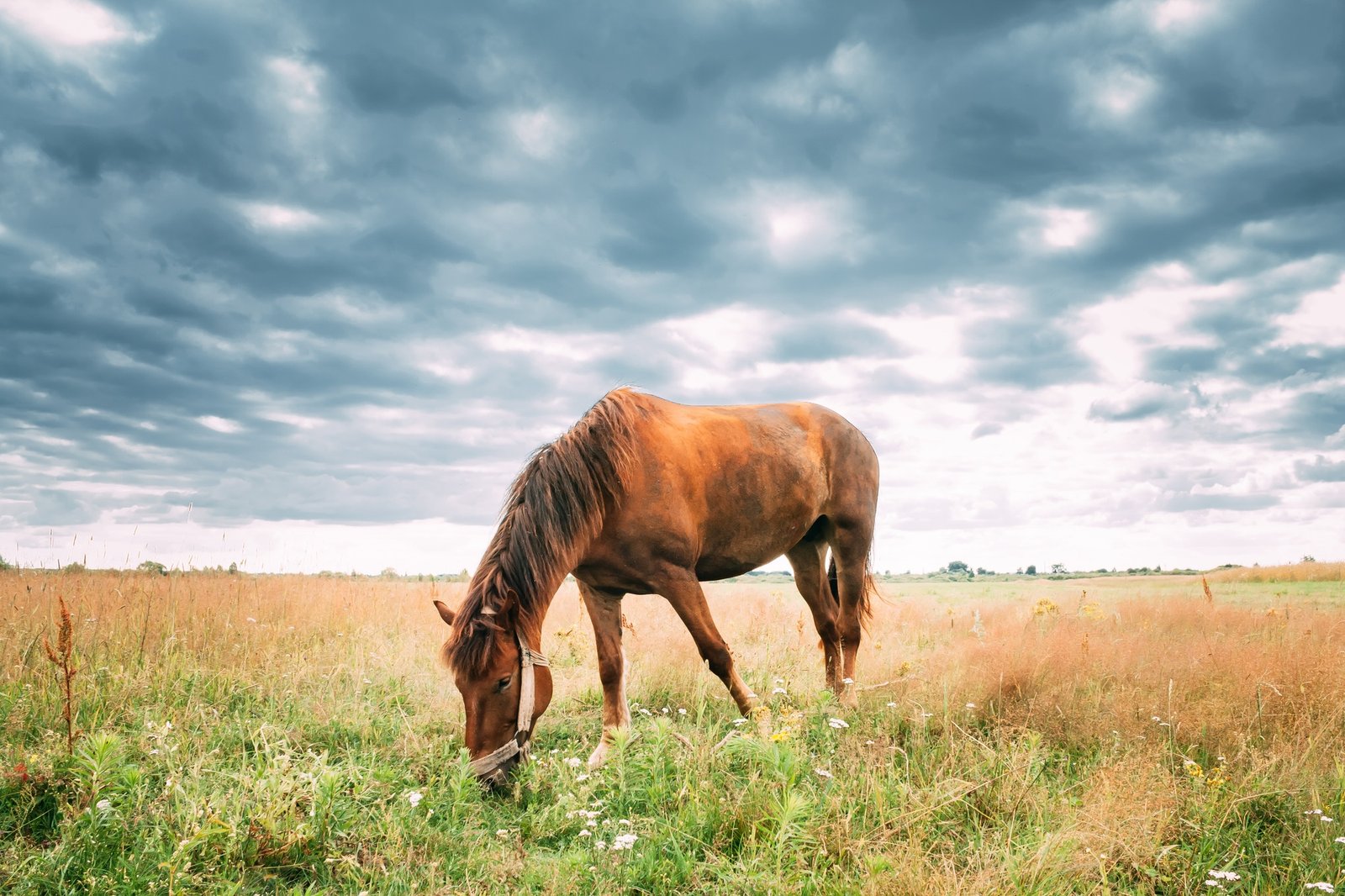Red Horse Grazing Grass In Summer Meadow.